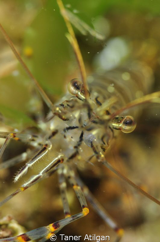 shrimp at Yassiada by Taner Atilgan 