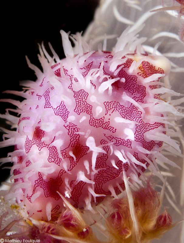 Pseudosimnia sinensis by Mathieu Foulquié 