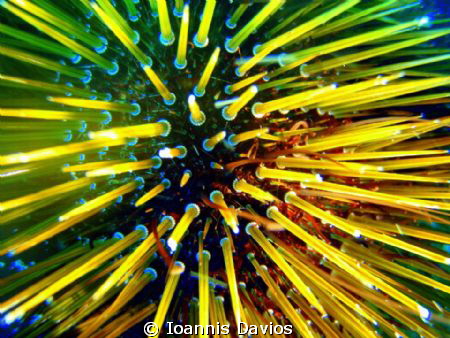 Brown sea urchin by Ioannis Davios 