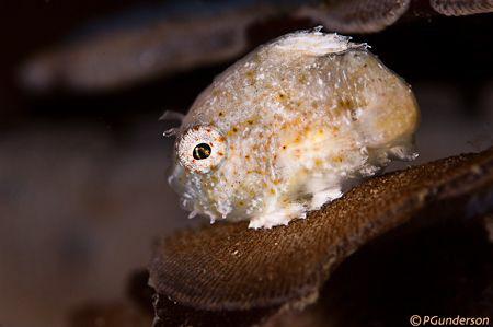 Just a Little Guy
Tiny Pacific Spiny Lumpsucker by Pat Gunderson 