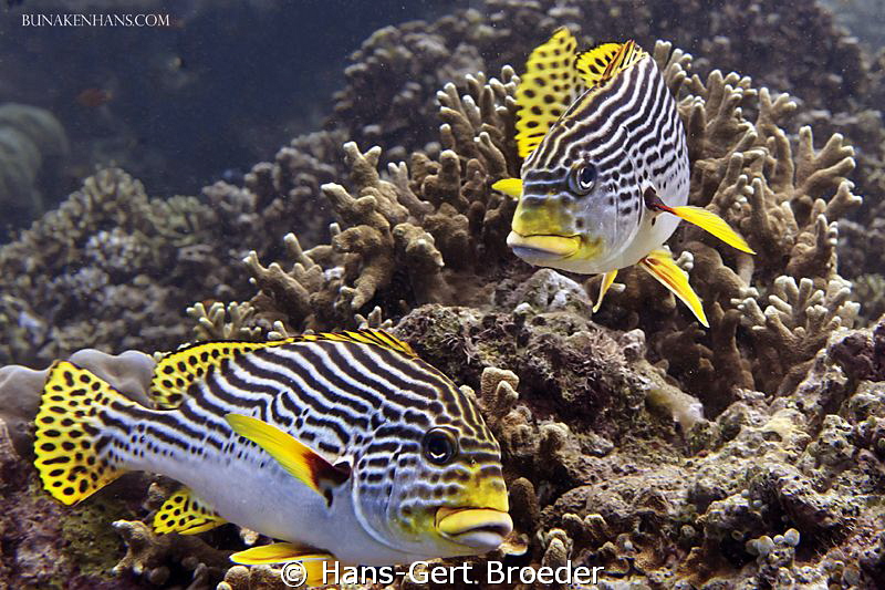 Sweetlips
Bunaken Island, Sulawesi,Indonesia,
Nikon D 3... by Hans-Gert Broeder 