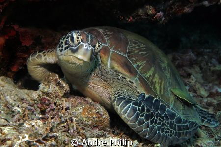 turtle - a really beauty by Andre Philip 