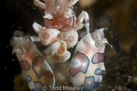 Harliquin shrimp face by Todd Moseley 