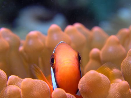 Taken last year on Salang Bay's North Reef, Tioman Island... by Grahame Massicks 