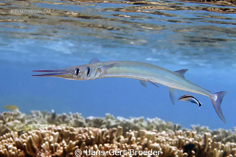 Needlefish
Bunaken Island, Sulawesi,Indonesia,
Nikon D ... by Hans-Gert Broeder 