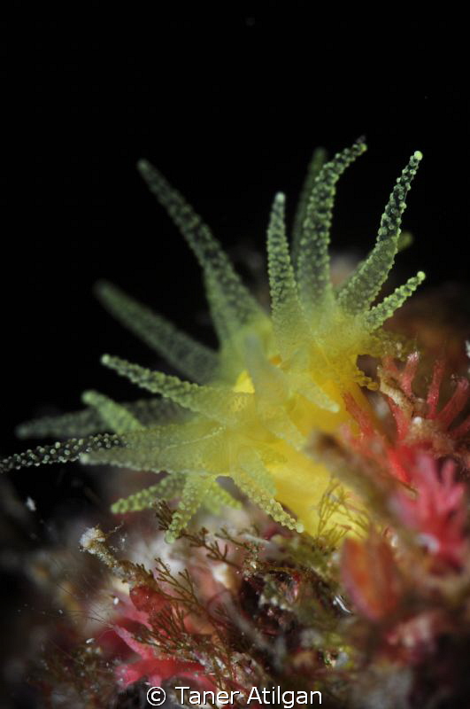 tiny leptopsammia pruvoti at Cesme by Taner Atilgan 