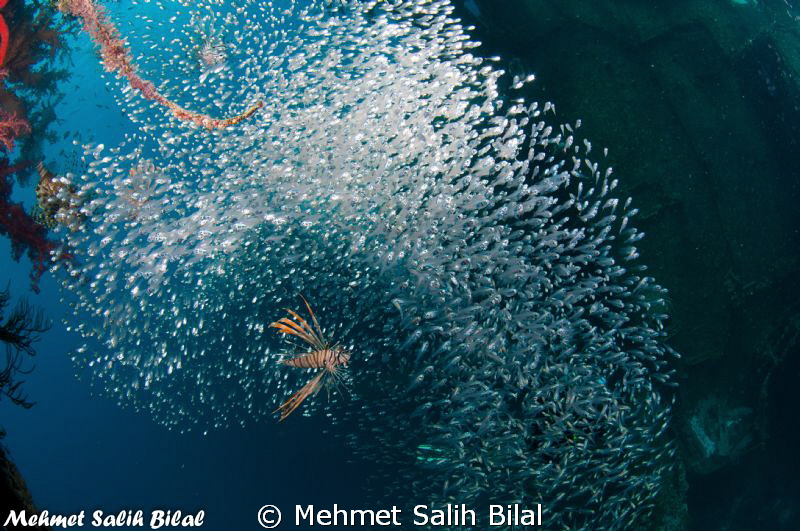 Hunting should not be so difficult for lucky lion fishes ... by Mehmet Salih Bilal 