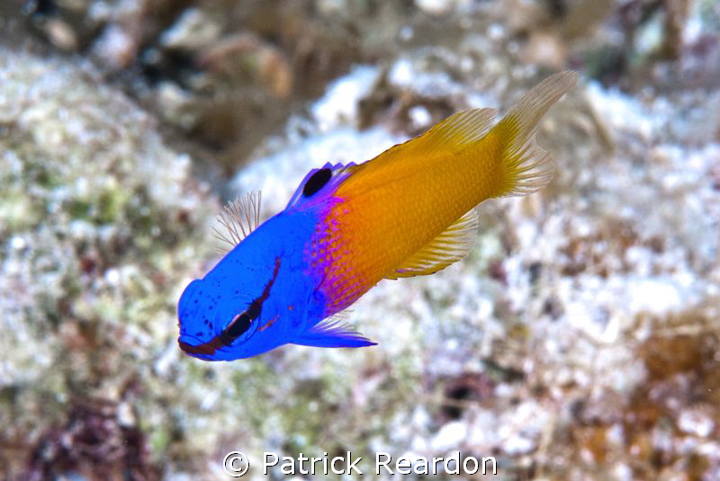 Fairy Basslet kind enough to hold still for a photo. by Patrick Reardon 