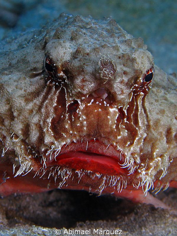 Batfish's portrait, Crash Boat, Aguadilla, PR. by Abimael Márquez 
