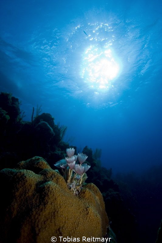 Feather Dusters at Danger Reef, Exumas by Tobias Reitmayr 