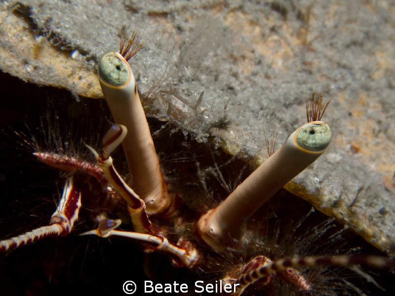 Eye lashes by Beate Seiler 