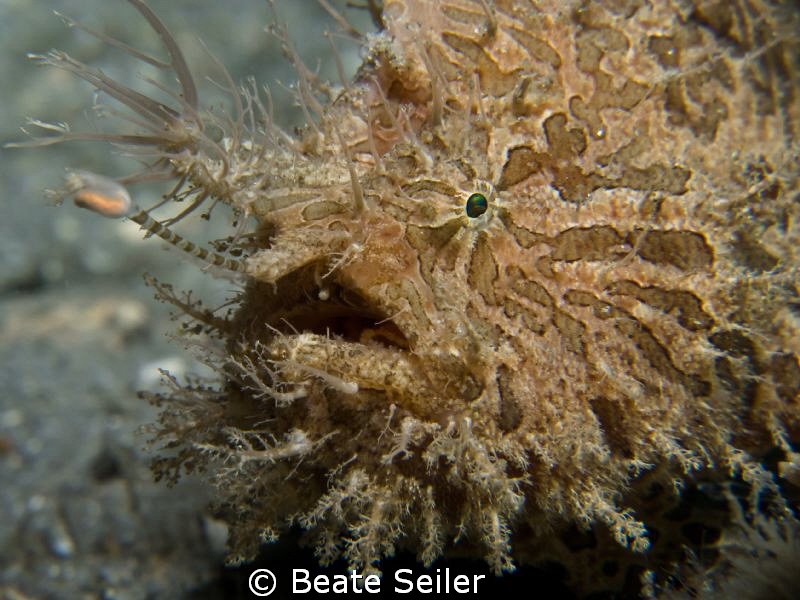 Frogy from "Under the bridge" taken with Canon G12 and UC... by Beate Seiler 