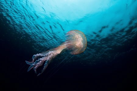 Mauve stinger (Pelagia noctiluca) by Roland Bach 