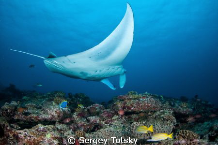 manta is coming by Sergey Totsky 