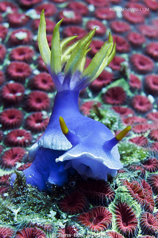 Chromodoris bullocki
Bunaken Island, Sulawesi,Indonesia,... by Hans-Gert Broeder 