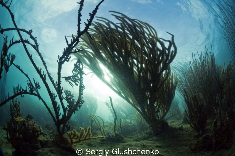 ... by Sergiy Glushchenko 