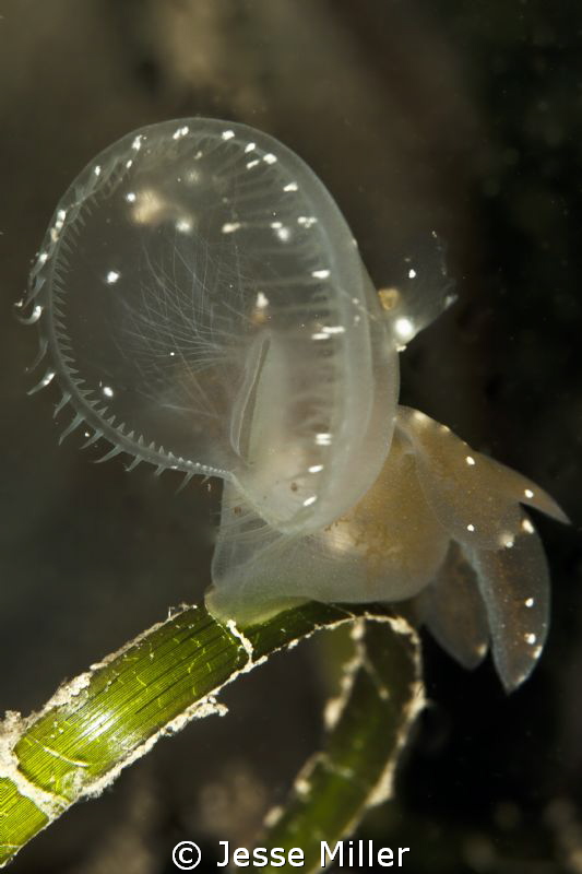 Hooded Nudibranch by Jesse Miller 