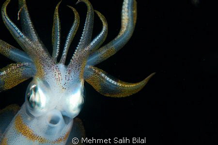 An Alien in night dive! by Mehmet Salih Bilal 