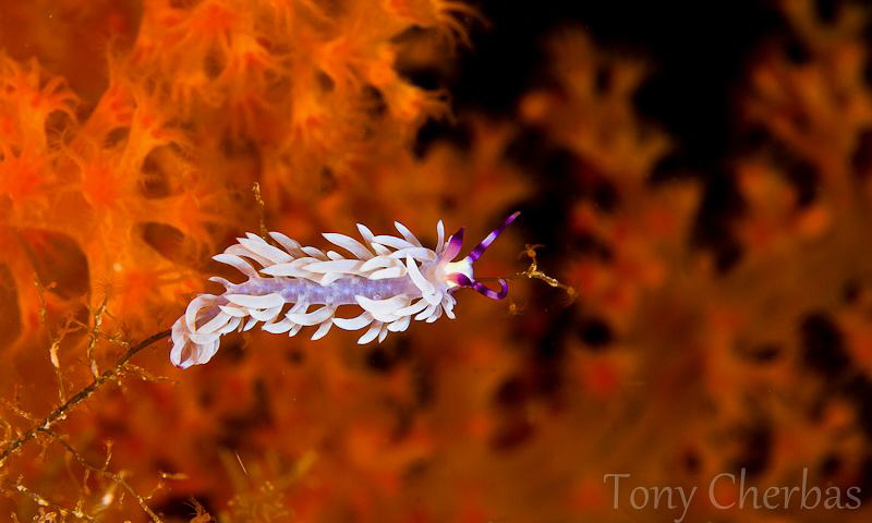 Nudi's Inferno by Tony Cherbas 