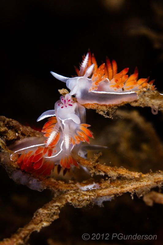 Two for Dinner- 
Flabellina trilineata dining on a typic... by Pat Gunderson 