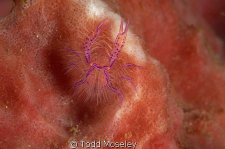 Hairy by Todd Moseley 