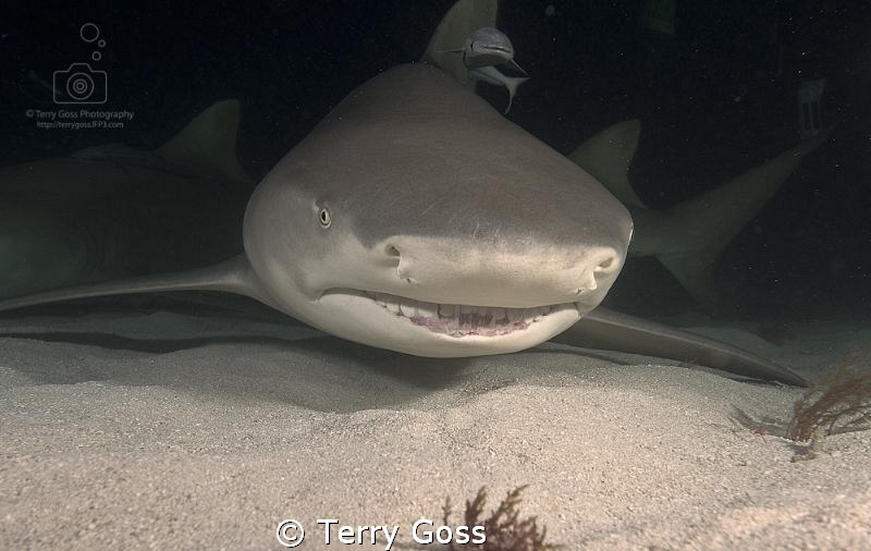 Something WAS under my bed!... Negaprion brevirostris, Ti... by Terry Goss 