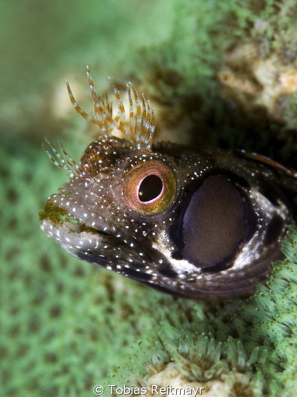 Browncheek Blenny at Zorritos, San Carlos by Tobias Reitmayr 