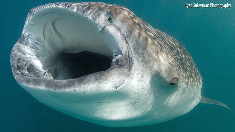 Whale shark... by Iyad Suleyman 