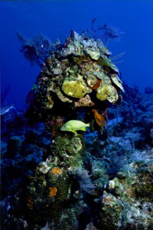 French Grunt takes refuge under coral "umbrella." Taken o... by Matthew Shanley 