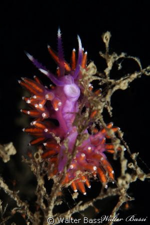 flabellina ischitana by Walter Bassi 