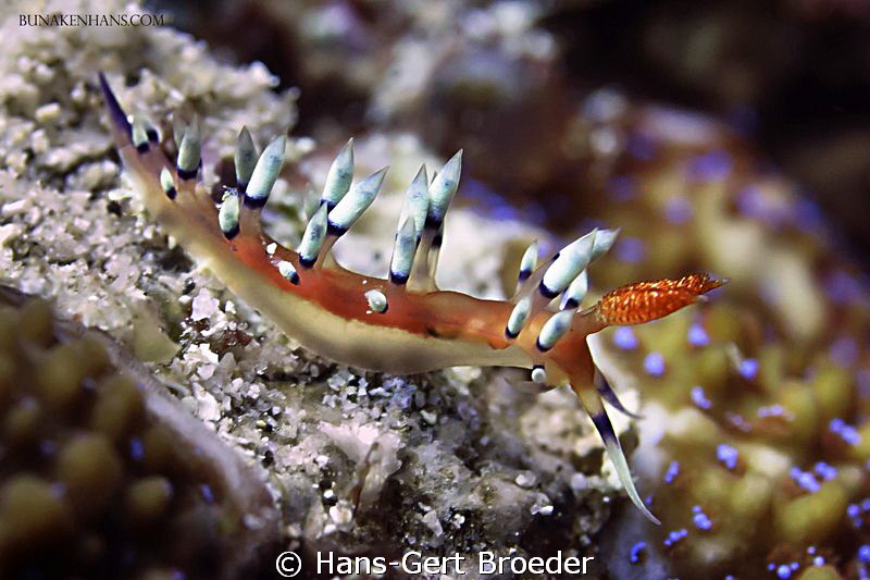 Flabellina Nudybranch
Bunaken Island, Sulawesi,Indonesia... by Hans-Gert Broeder 