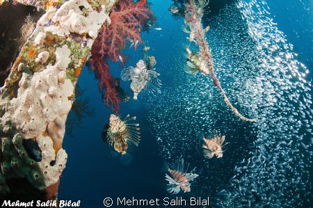 Hunting lion fishes in Cedar's Pride wreck. by Mehmet Salih Bilal 