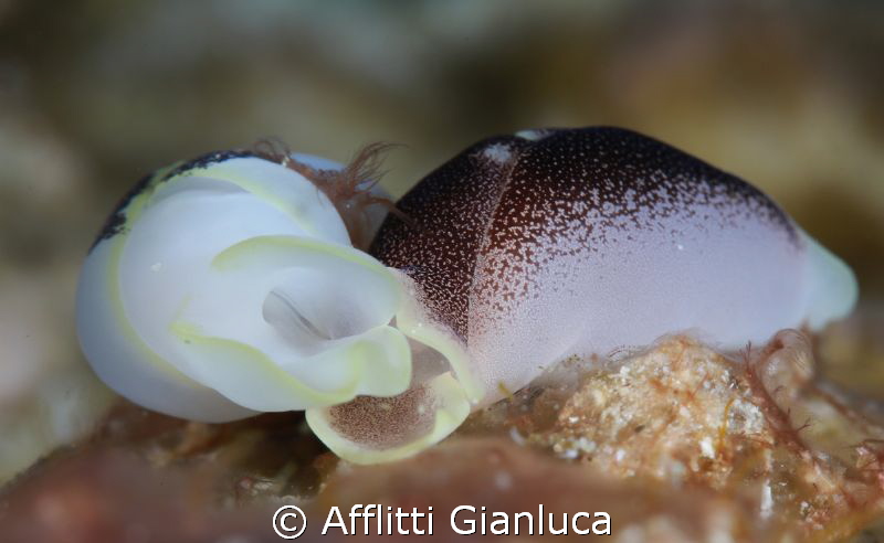 couple in love by Afflitti Gianluca 