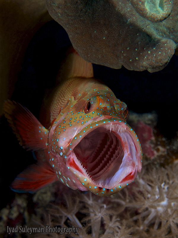 yawning... by Iyad Suleyman 