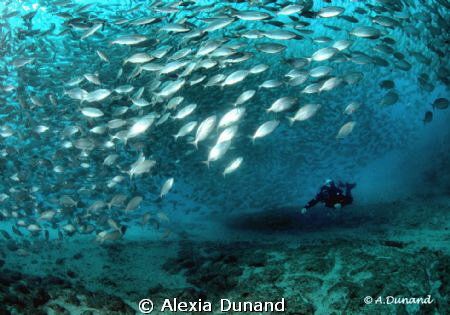 Flamingo Wall, Lanzarote, Spain. Always huge schools of fish by Alexia Dunand 