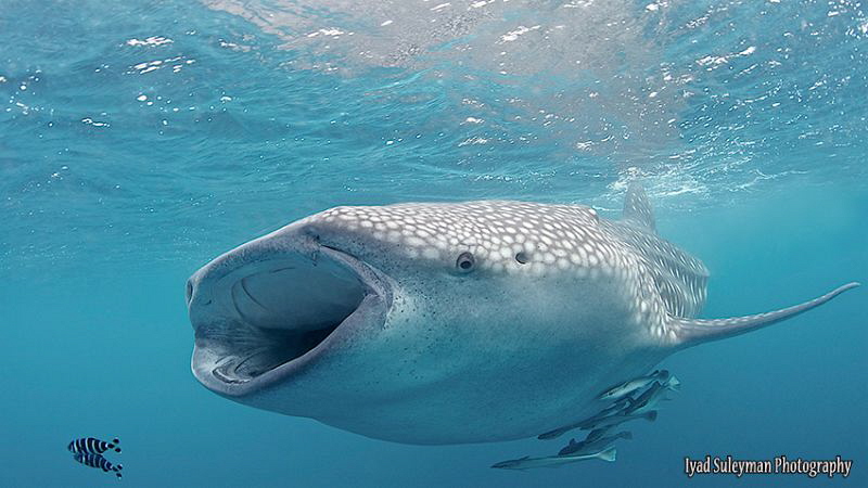 Whale shark with escort by Iyad Suleyman 