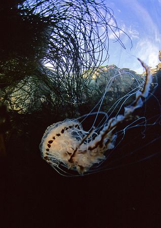 Compass jellyfish.
Friar Island, Connemara.
F90X,16mm. by Mark Thomas 