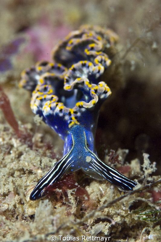 Mexican Dancer at the Seamount, San Carlos by Tobias Reitmayr 