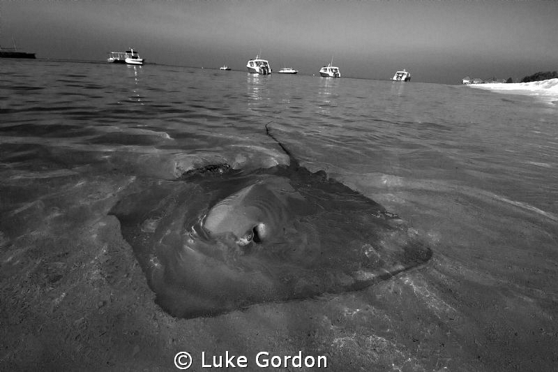 Cruising the shallows by Luke Gordon 