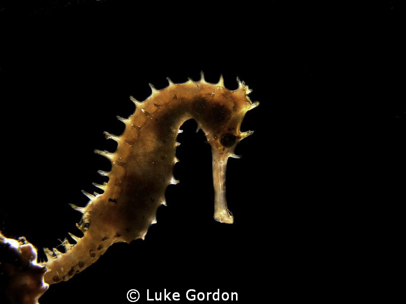 Backlighting for a Thorny Seahorse.. by Luke Gordon 