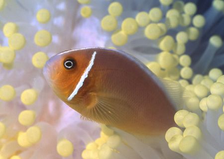 Easter Skunk Anemone fish in Palau. by David Spiel 