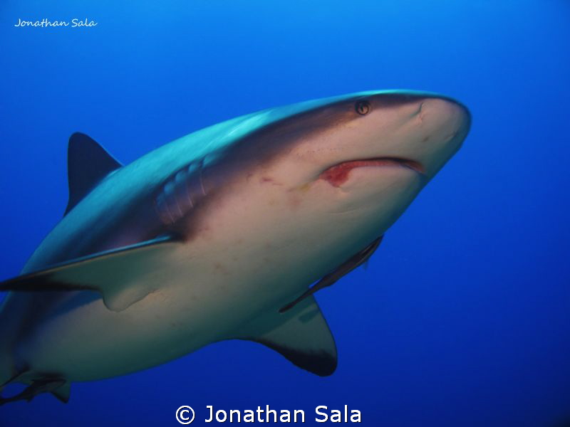 Carcharinus Perezi by Jonathan Sala 