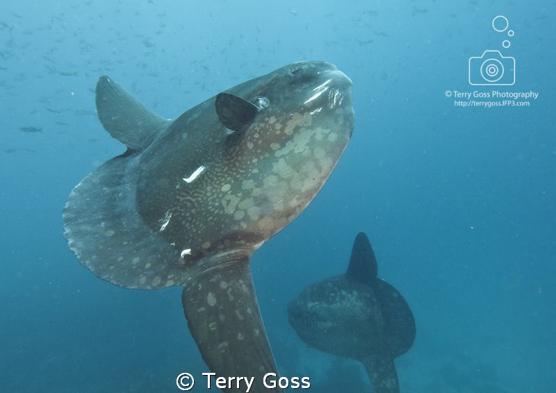 Wandering Spaceships - Mola molas (Mola mola) at the Punt... by Terry Goss 