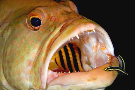 Grouper at cleaning station. Little Cayman Island. D70 by Rand Mcmeins 