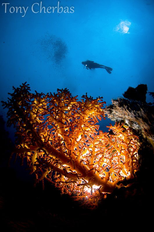 Backlight Series: #6. Deep Fire by Tony Cherbas 