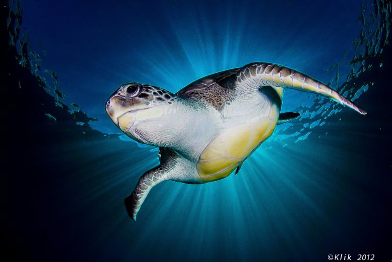 Playing With a turtle. by Fernando García 