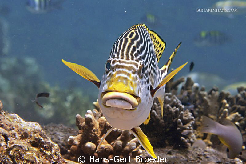 Sweetlips
very sweet lips
Bunaken Island, Sulawesi,Indo... by Hans-Gert Broeder 