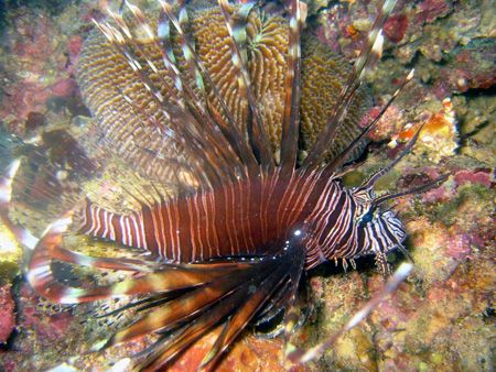 Turkey Lionfish. Fiji. by Lisa Lappe 
