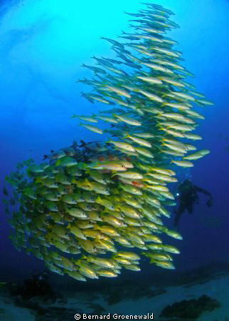 The Shoal by Bernard Groenewald 