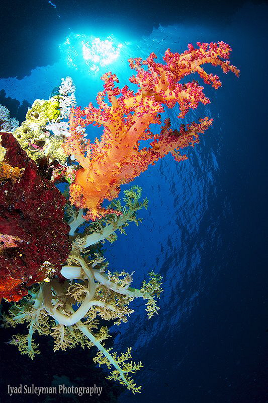 Soft coral by Iyad Suleyman 